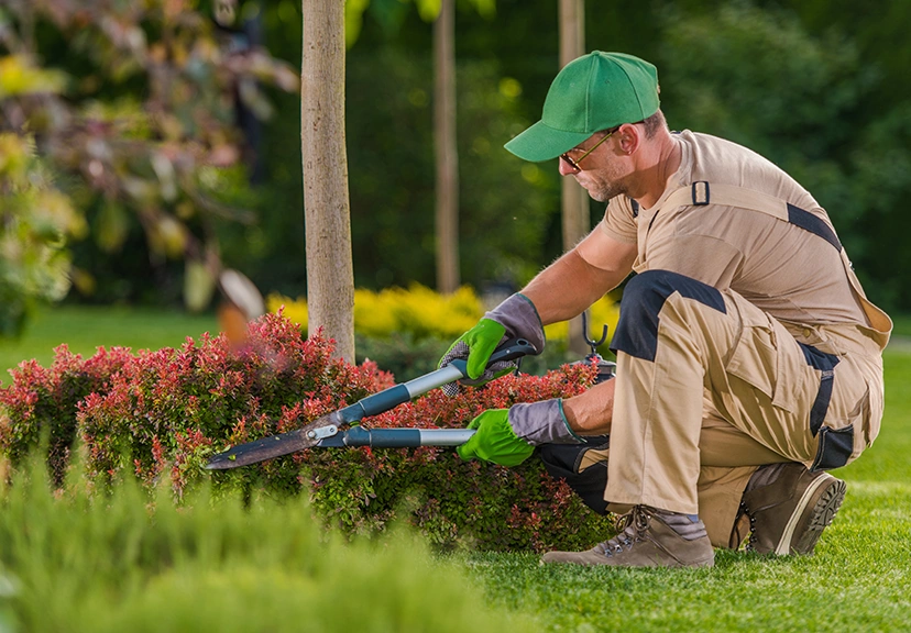 seasonal yard cleaning worker pruning and removing debris in Dallas