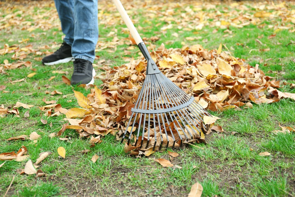 leaf removal and mulching service performed in a Dallas backyard